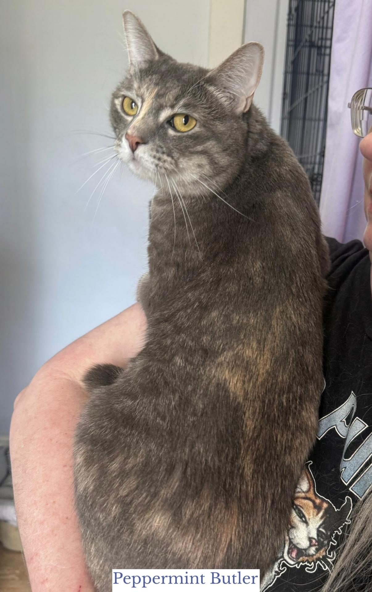 Enlarge Peppermint Butler, a ADOPTABLE Domestic Short Hair in Berkeley Springs, WV image 3/6
