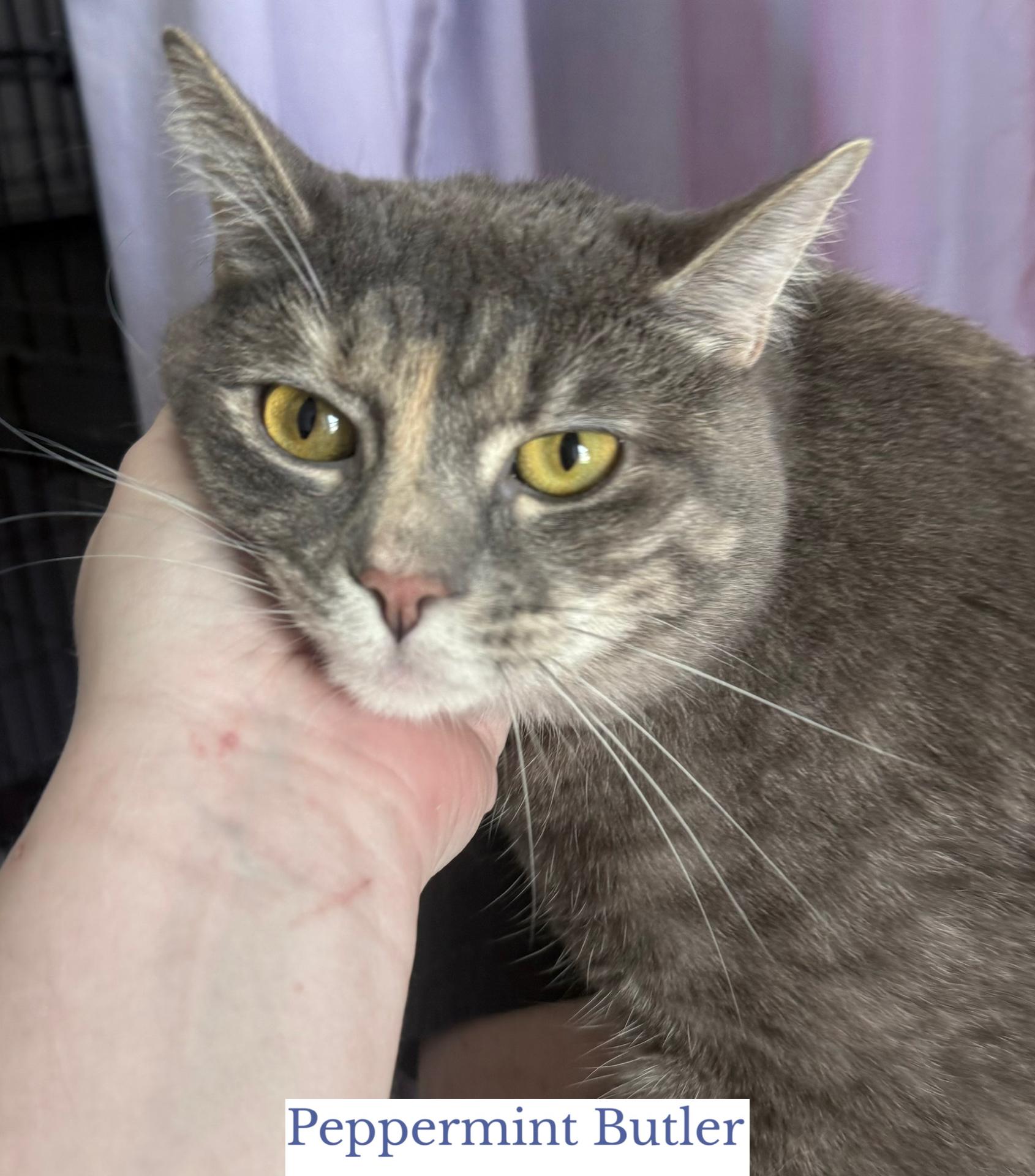 Enlarge Peppermint Butler, a ADOPTABLE Domestic Short Hair in Berkeley Springs, WV image 5/6