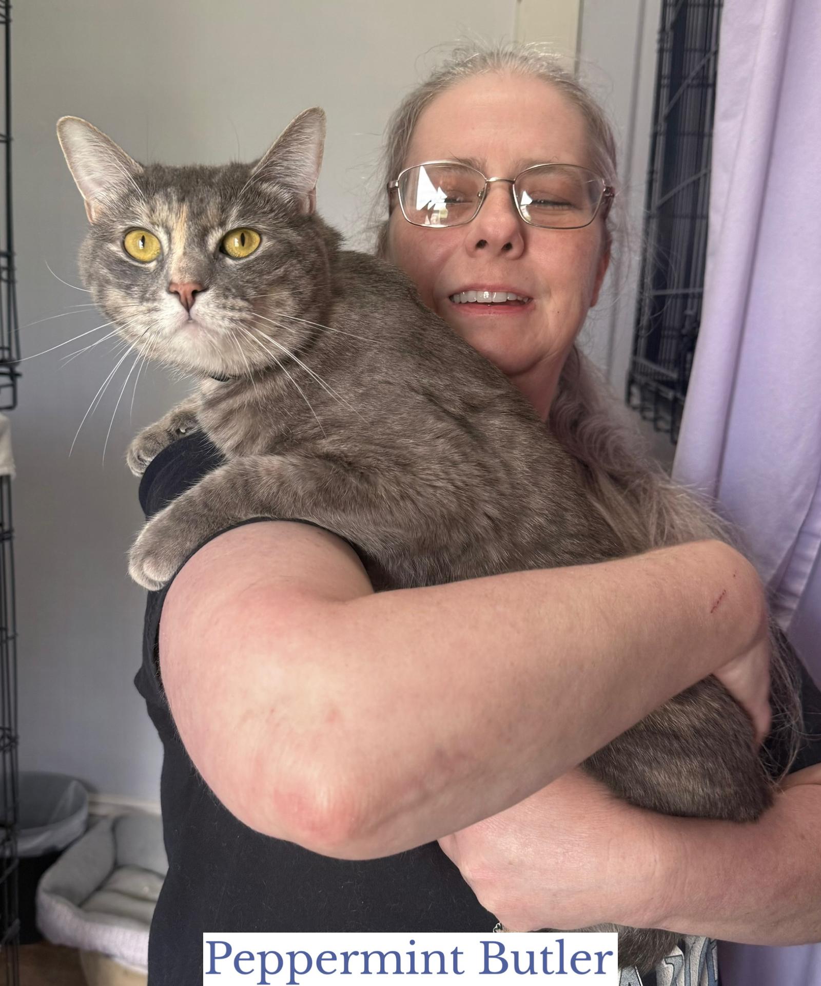 Peppermint Butler, ADOPTABLE, Adult Female Domestic Short Hair.