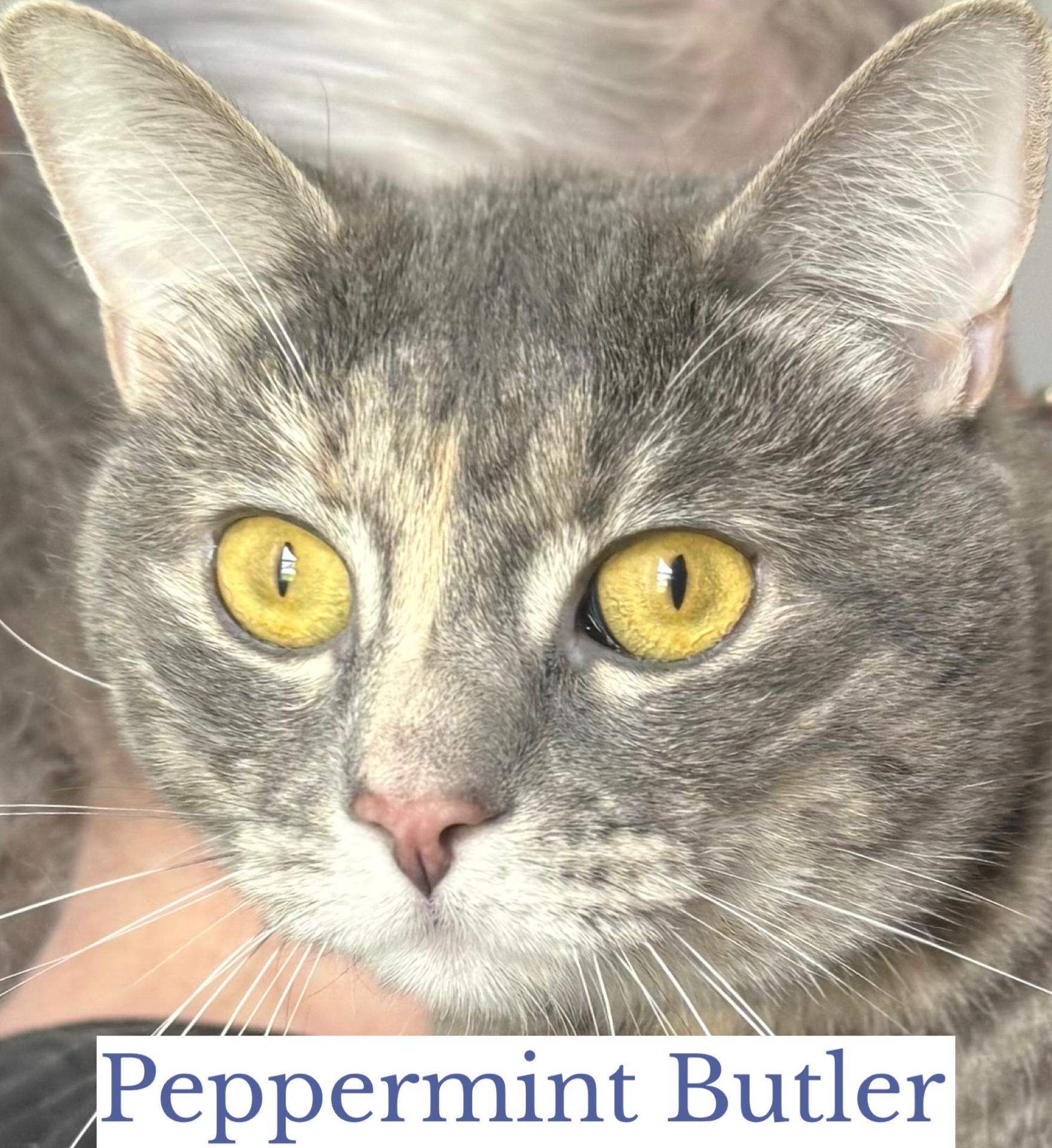 Enlarge Peppermint Butler, a ADOPTABLE Domestic Short Hair in Berkeley Springs, WV image 6/6