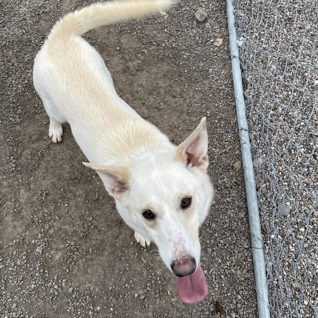 Enlarge Ari, a Adoptable mixed breed in Rexburg, ID image 1/1