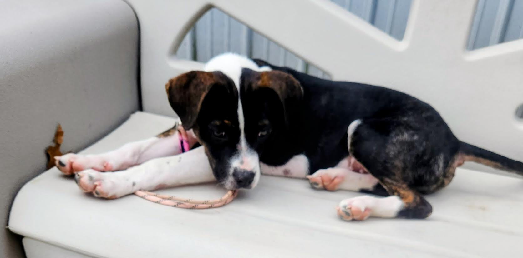 Leo, a Adoptable mixed breed in Marshall, AR image 1/6