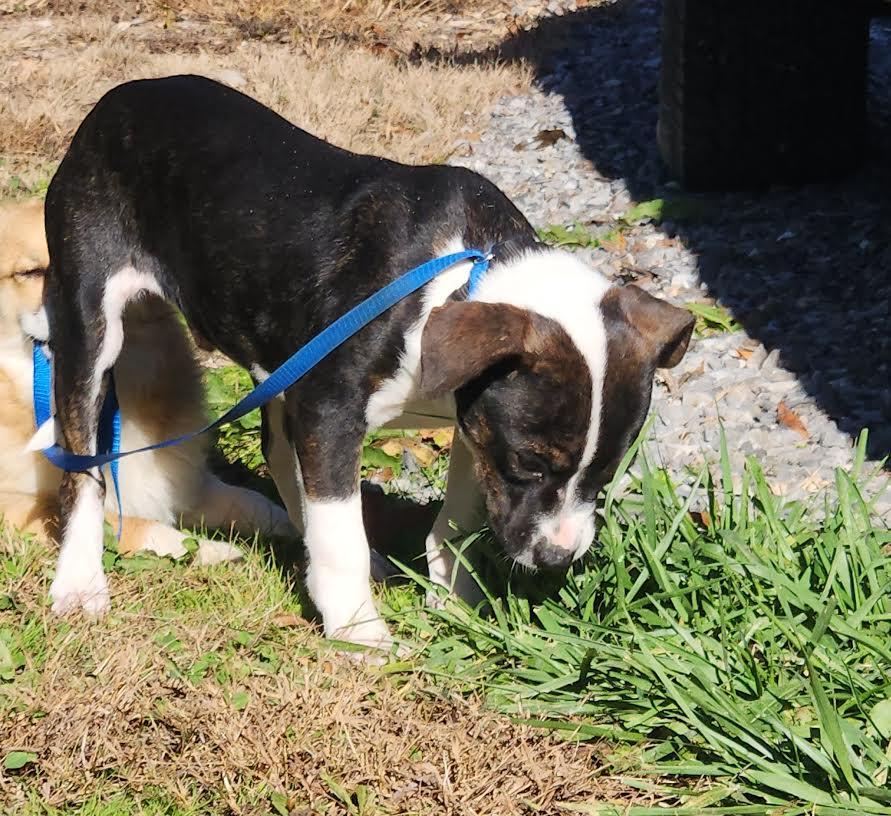 Leo, a Adoptable mixed breed in Marshall, AR image 2/6