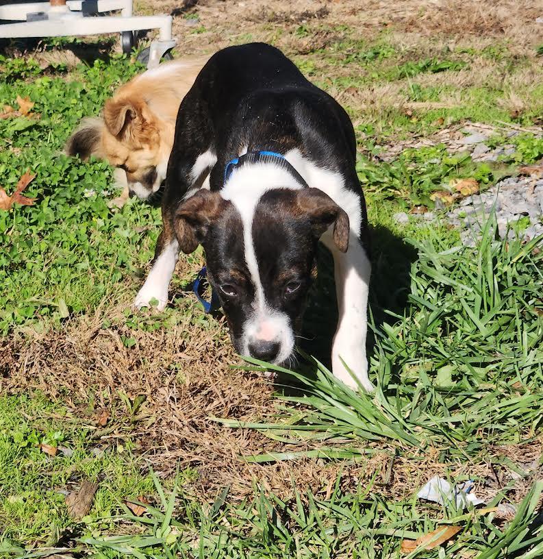 Leo, a Adoptable mixed breed in Marshall, AR image 3/6