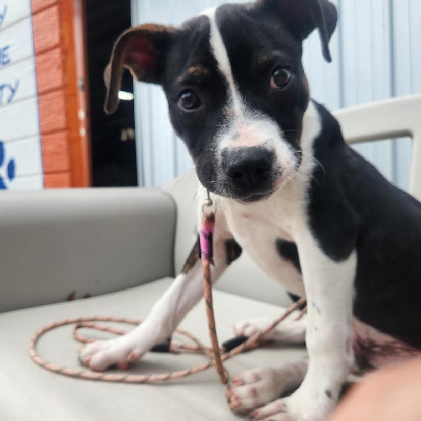 Leo, a Adoptable mixed breed in Marshall, AR image 4/6