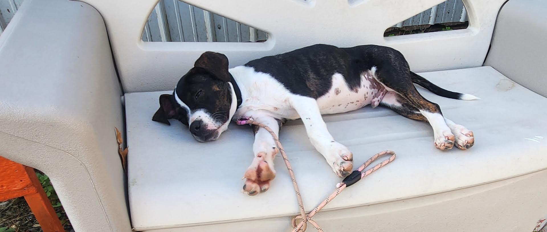 Leo, a Adoptable mixed breed in Marshall, AR image 5/6