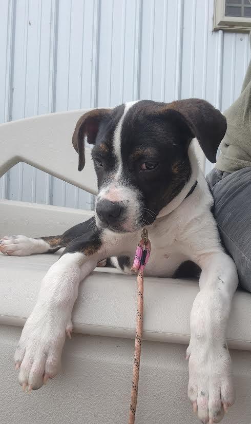 Leo, a Adoptable mixed breed in Marshall, AR image 6/6