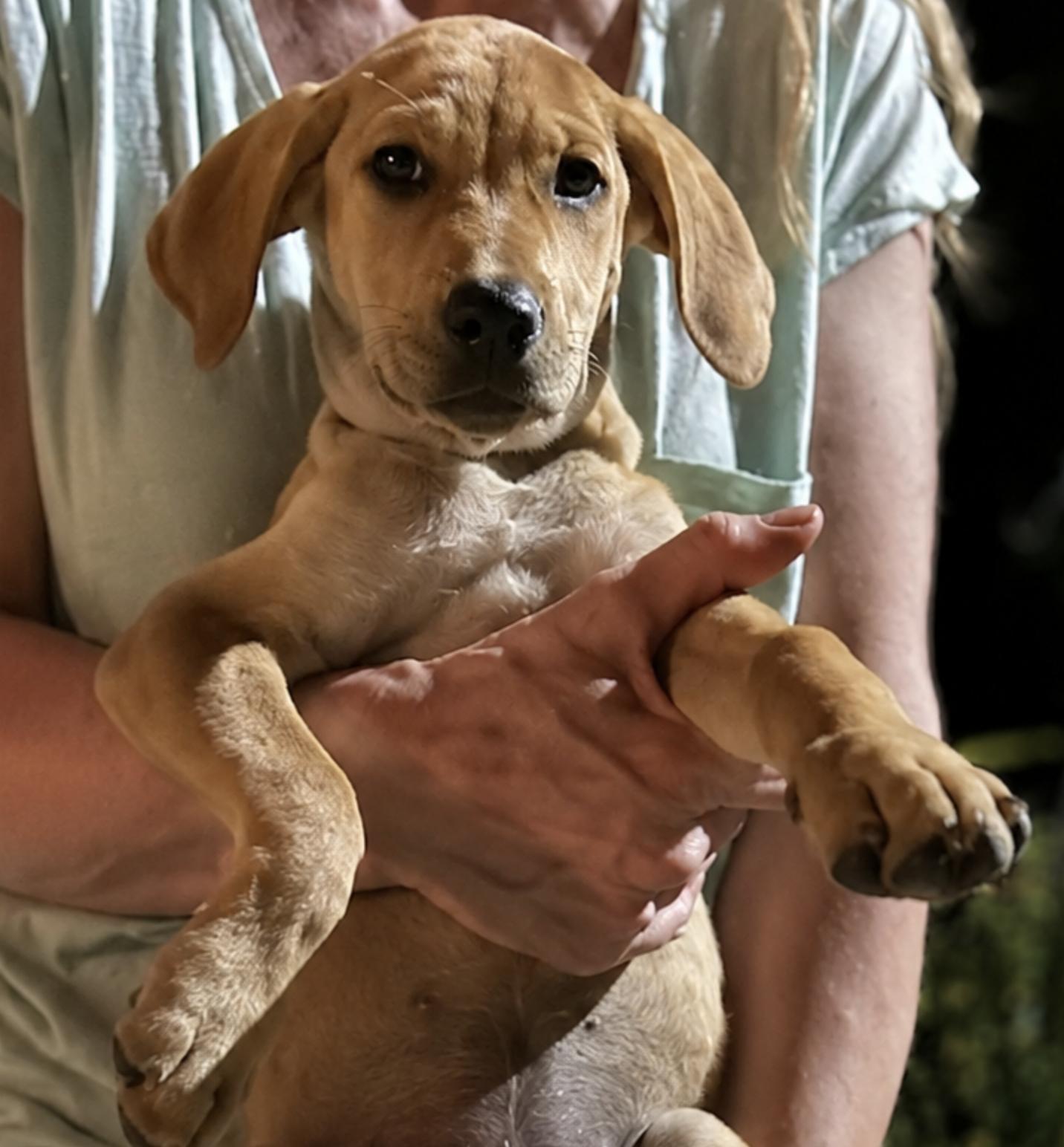 Honeysuckle, Adoptable, Puppy Female Black and Tan Coonhound.