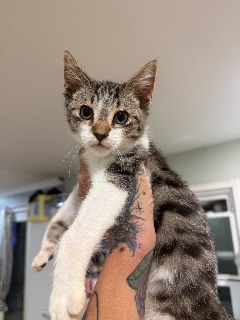 Paulie Boy, Adoptable, Kitten Male Domestic Short Hair.