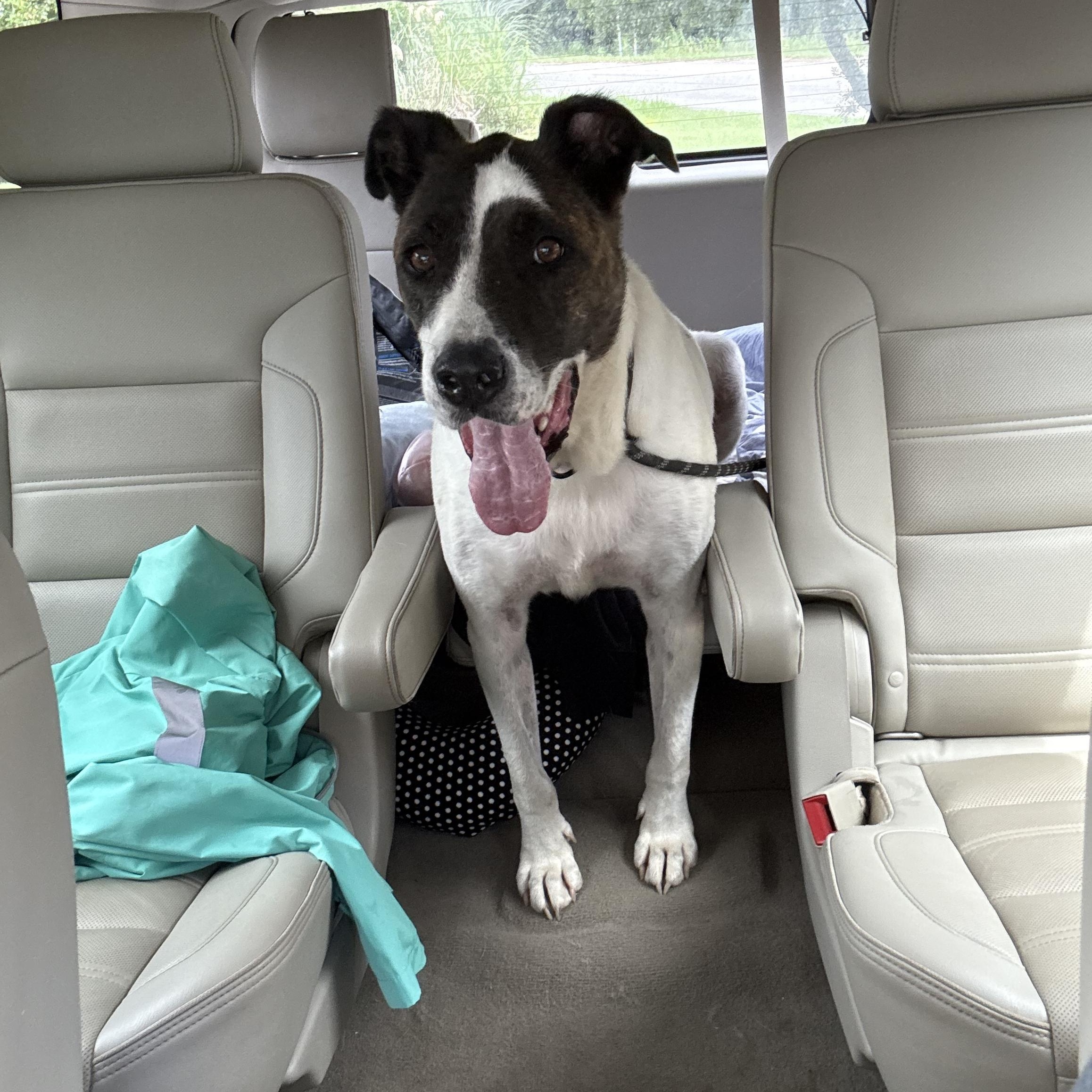 Enlarge Agape, a Adoptable mixed breed in Orangeburg, SC image 3/4