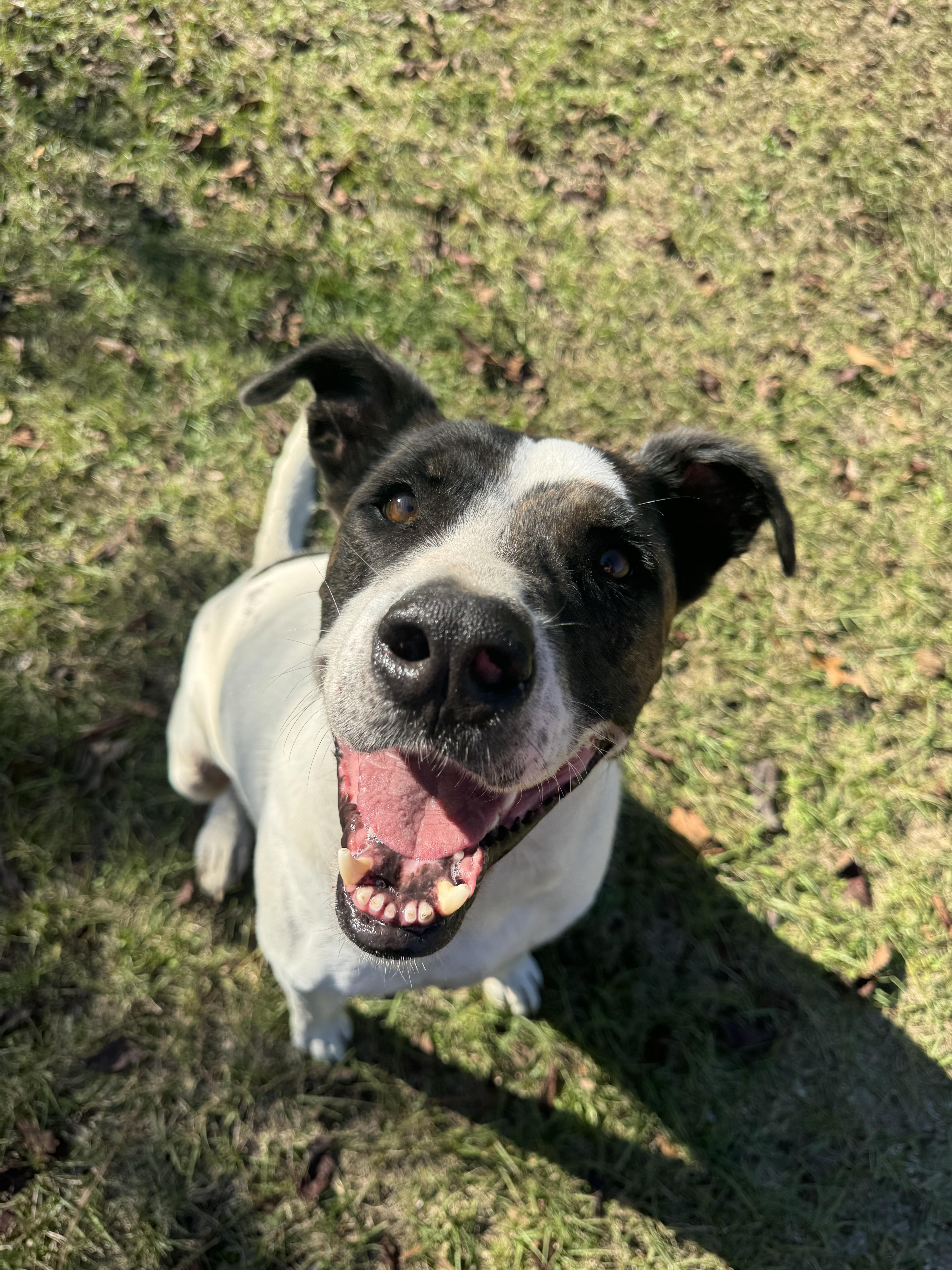 Enlarge Agape, a Adoptable mixed breed in Orangeburg, SC image 1/1