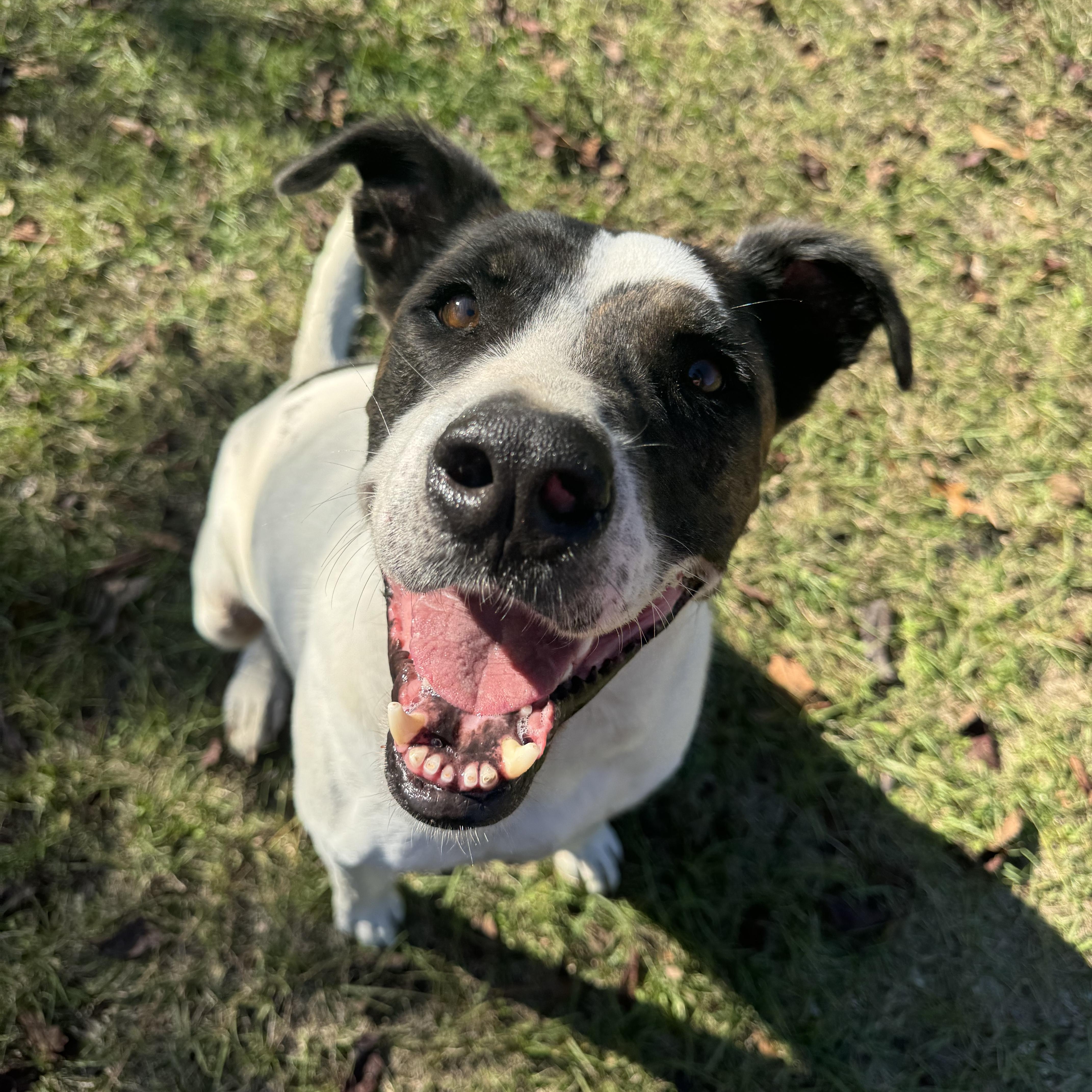 Enlarge Agape, a Adoptable mixed breed in Orangeburg, SC image 1/4