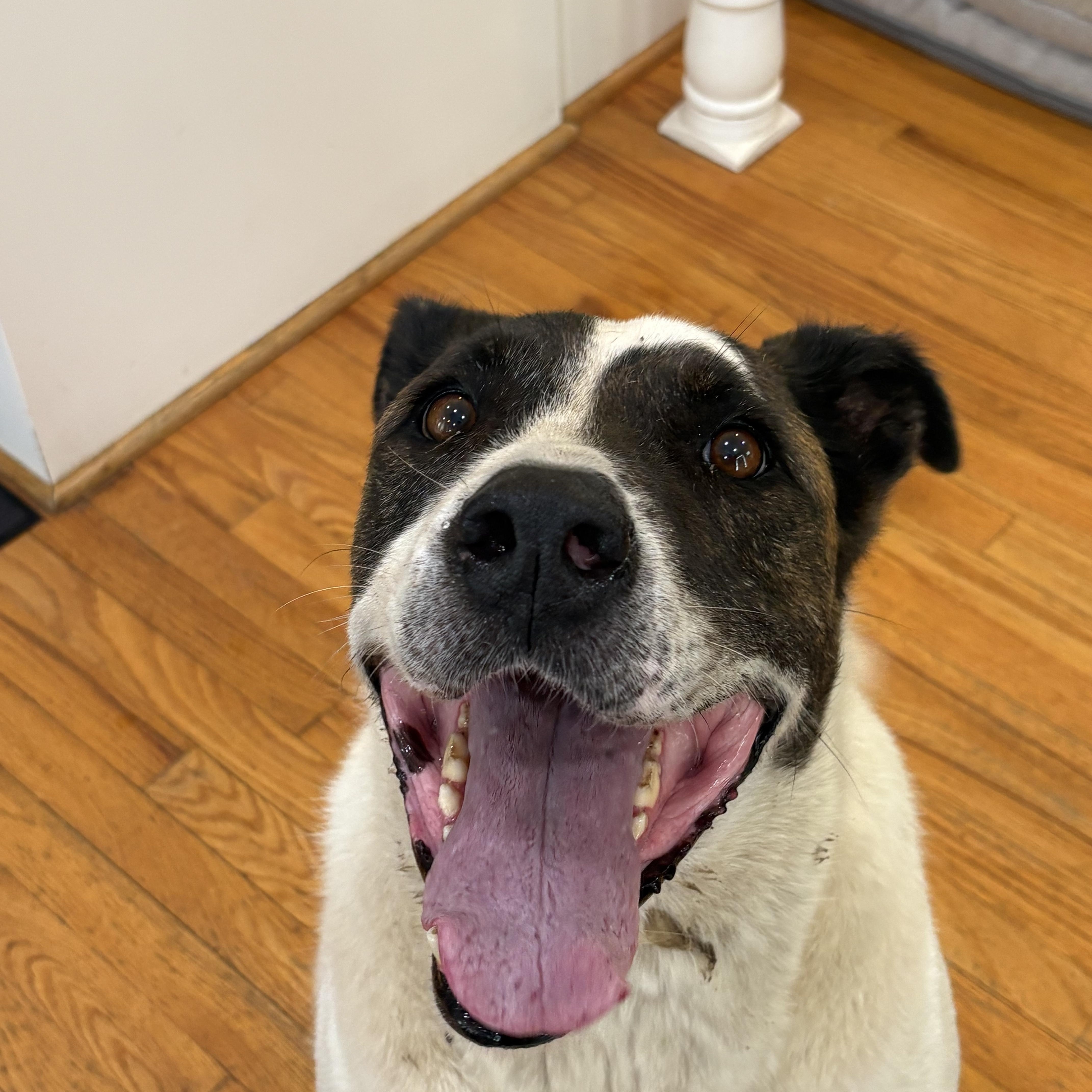 Enlarge Agape, a Adoptable mixed breed in Orangeburg, SC image 4/4
