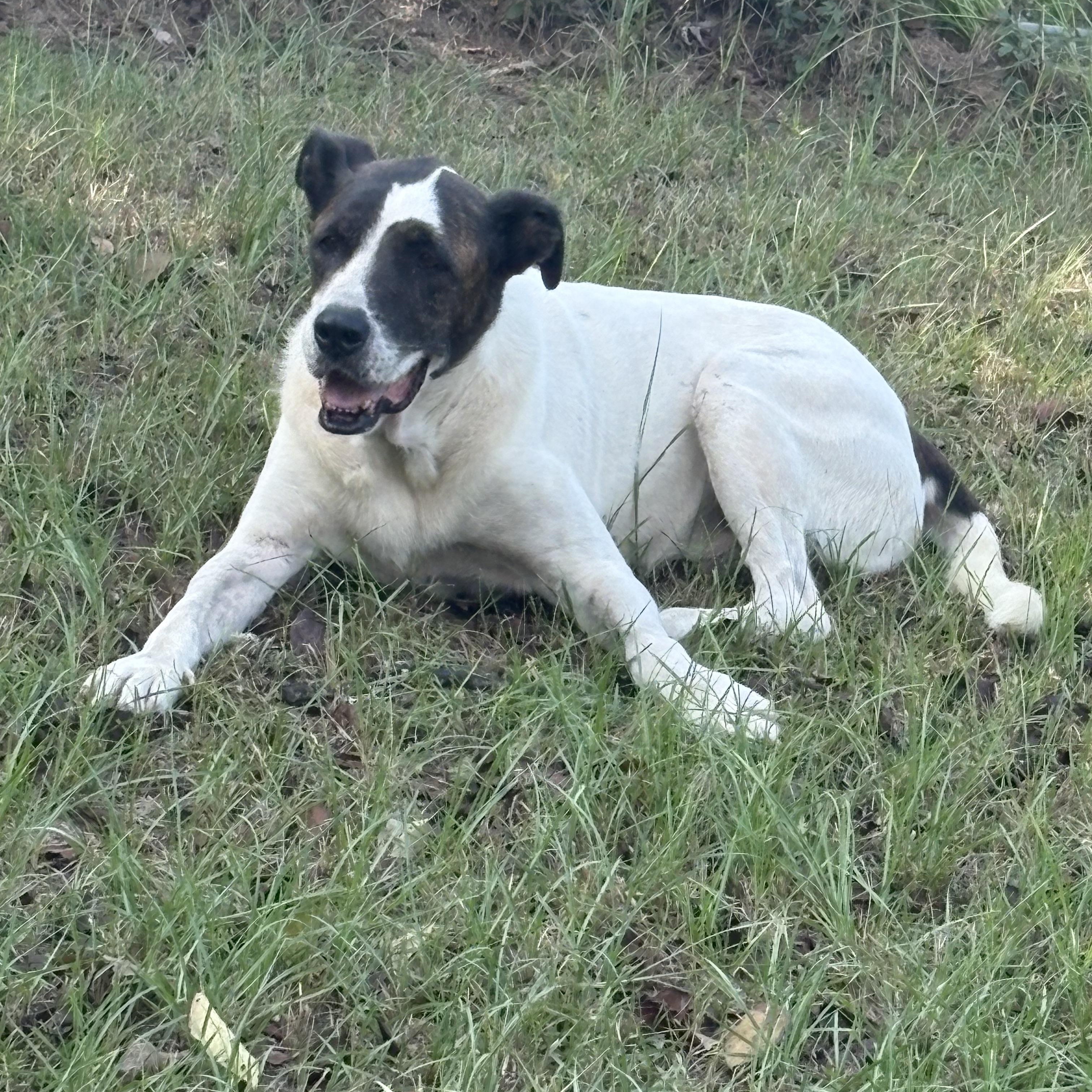 Enlarge Agape, a Adoptable mixed breed in Orangeburg, SC image 5/5