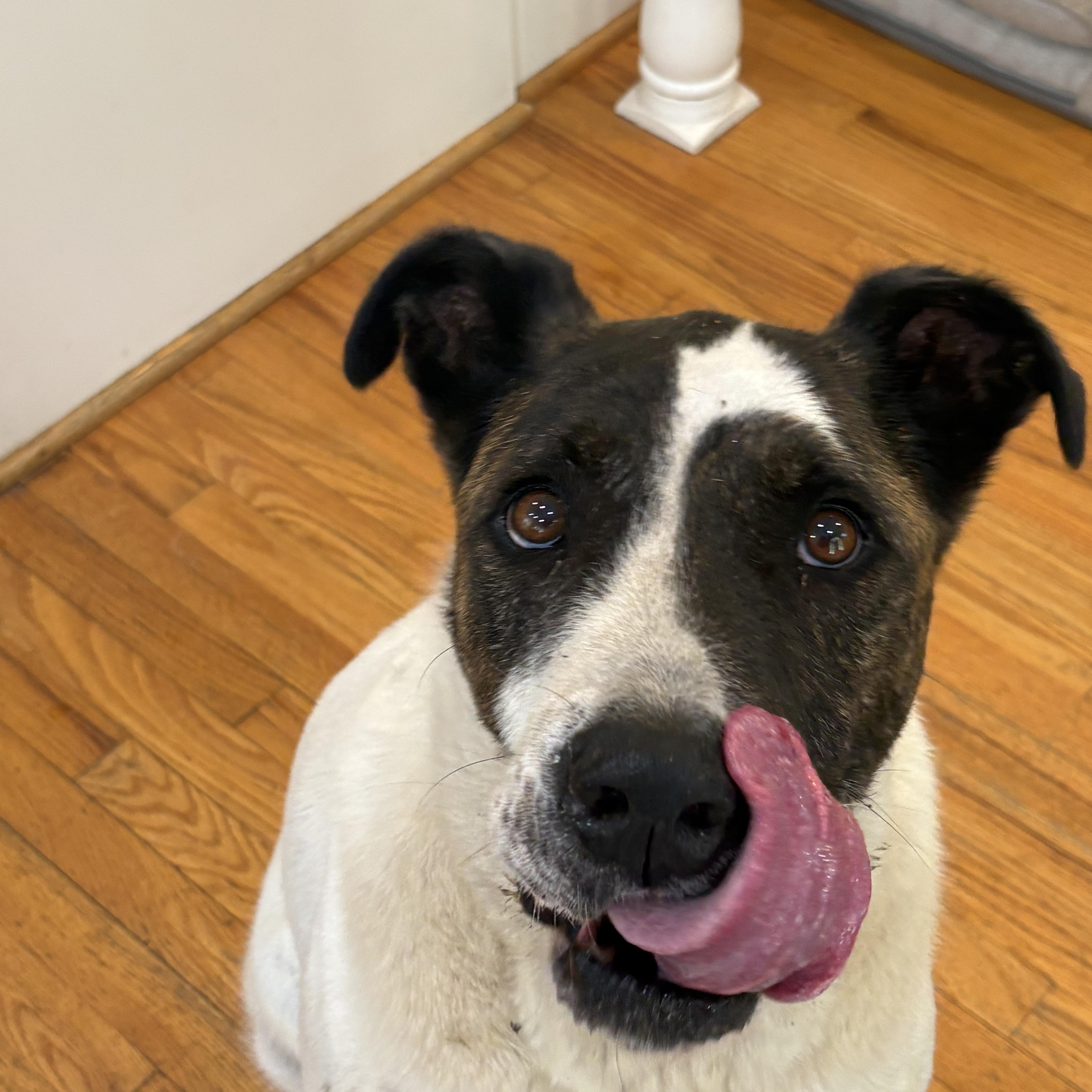 Enlarge Agape, a Adoptable mixed breed in Orangeburg, SC image 2/4