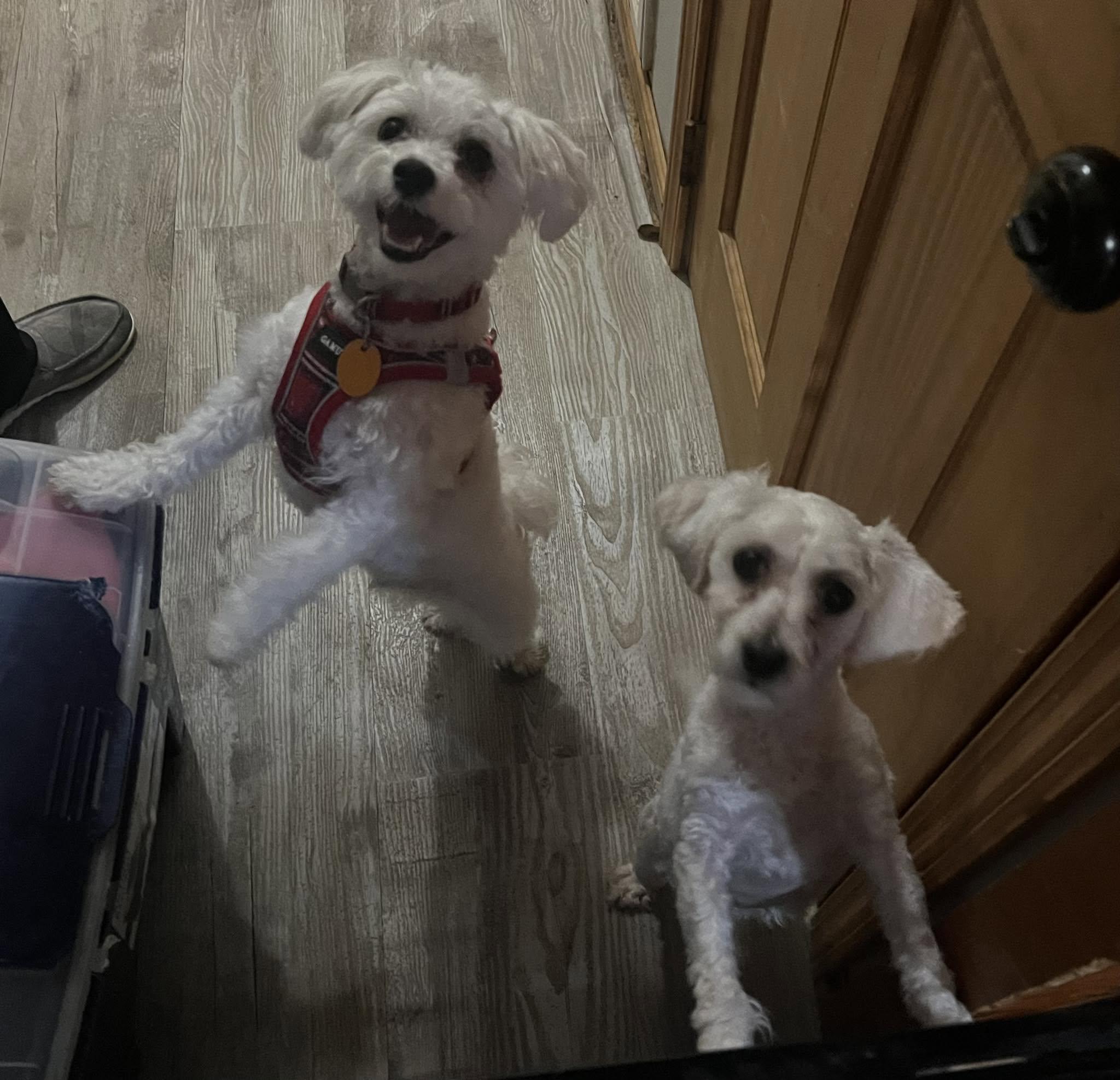 Enlarge Benji, a Adoptable Maltese in Middletown, NJ image 6/6