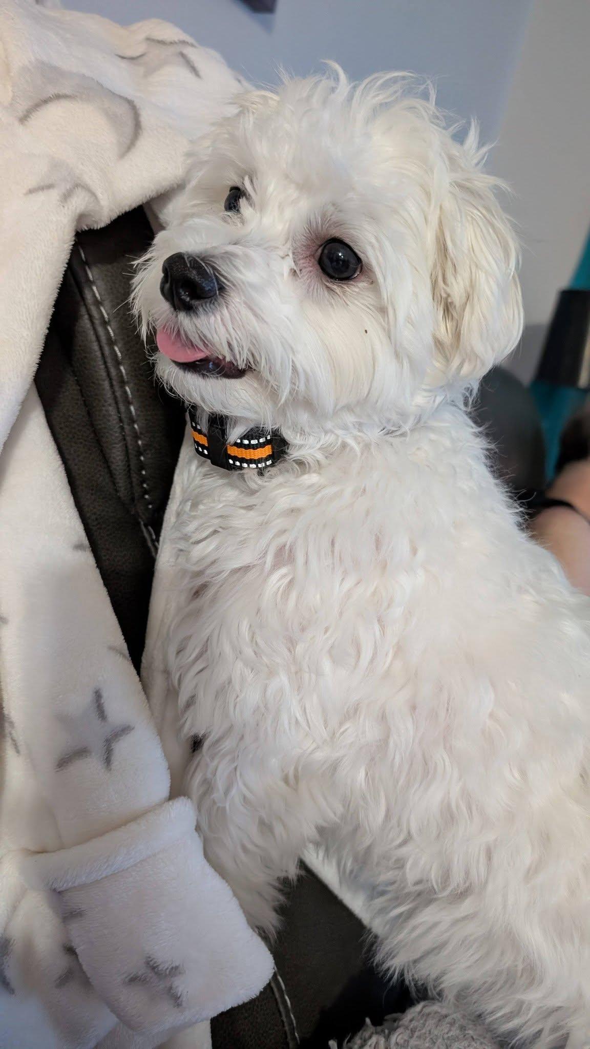 Enlarge Benji, a Adoptable Maltese in Middletown, NJ image 3/6