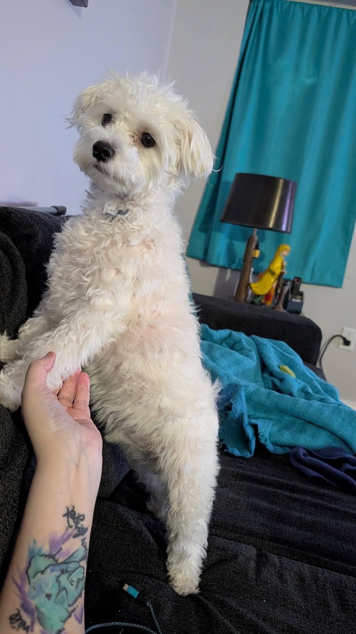 Enlarge Benji, a Adoptable Maltese in Middletown, NJ image 2/6