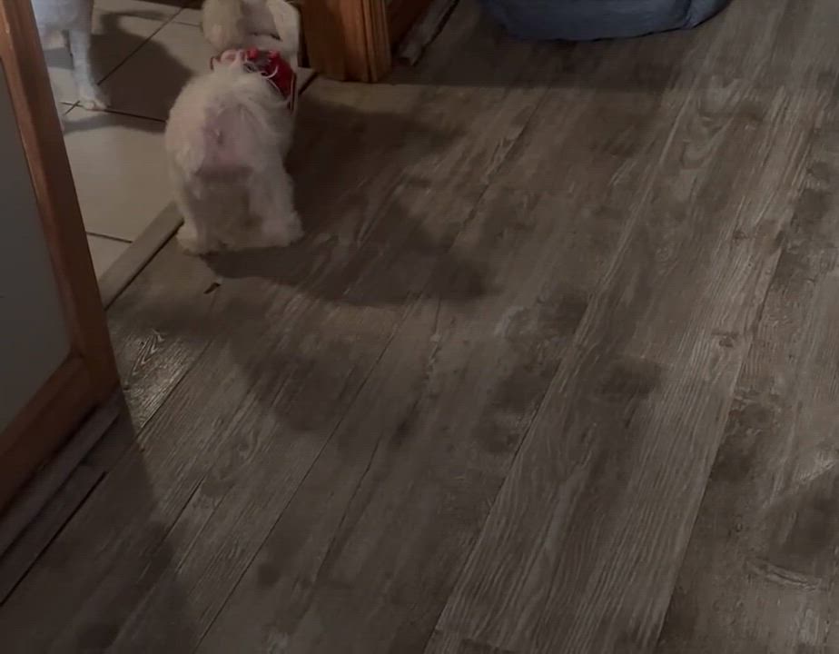 Enlarge Benji, a Adoptable Maltese in Middletown, NJ video 5/6