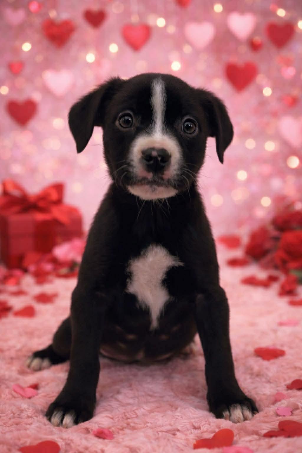 Nelly , adopted, Puppy Female Black Labrador Retriever.