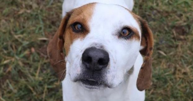 Enlarge Barley, a Adoptable mixed breed in Washington, DC image 1/6