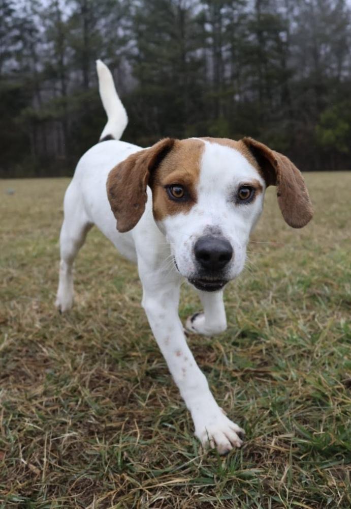 Enlarge Barley, a Adoptable mixed breed in Washington, DC image 2/6