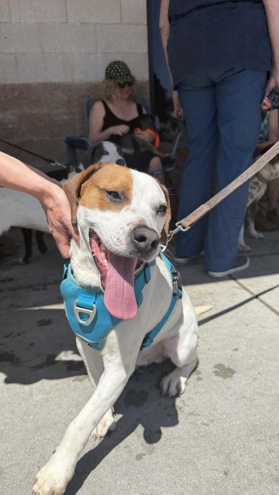 Enlarge Barley, a Adoptable mixed breed in Washington, DC image 3/6