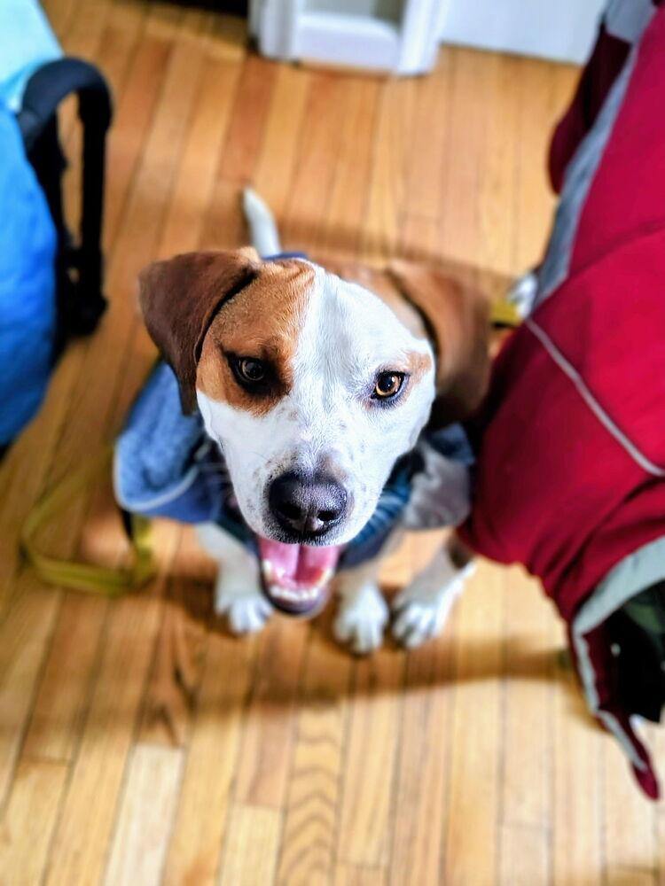 Barley, Adoptable, Young Male Beagle & Hound.