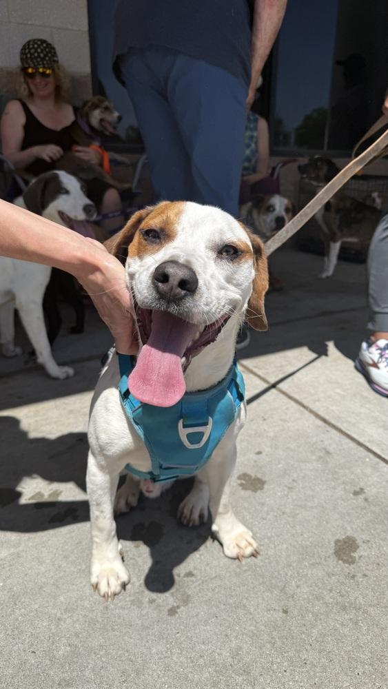 Enlarge Barley, a Adoptable mixed breed in Washington, DC image 4/6