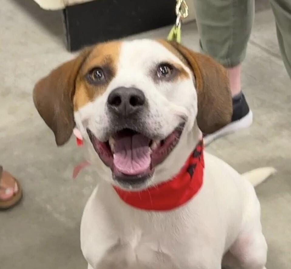 Enlarge Barley, a Adoptable mixed breed in Washington, DC image 5/6