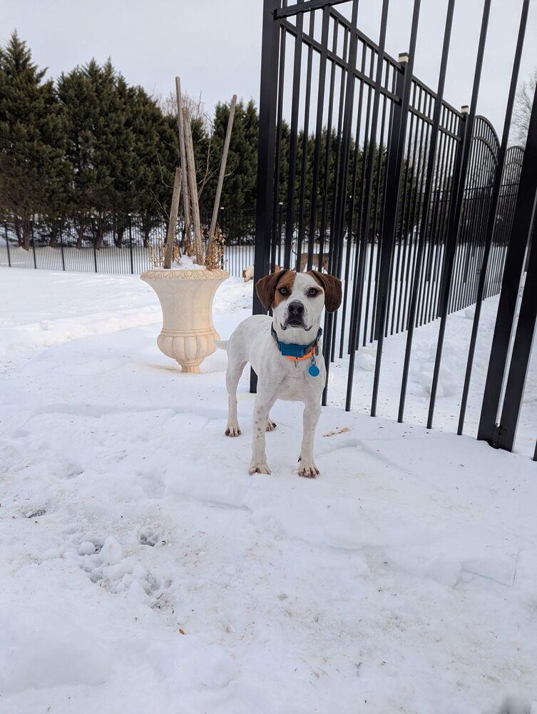 Enlarge Barley, a Adoptable mixed breed in Washington, DC image 3/6