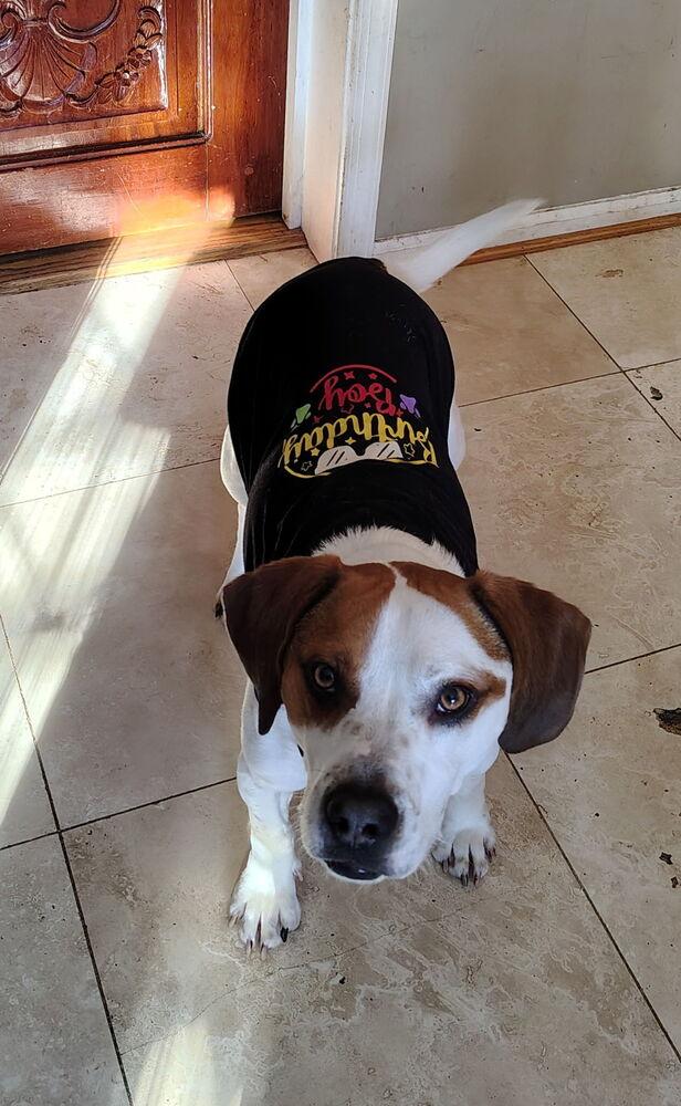 Enlarge Barley, a Adoptable mixed breed in Washington, DC image 4/6