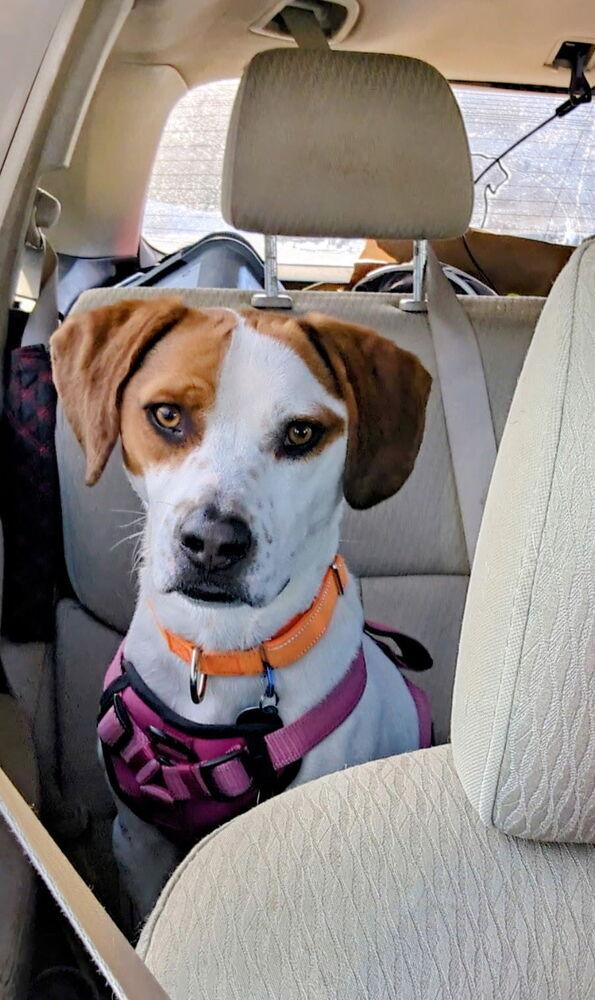 Enlarge Barley, a Adoptable mixed breed in Washington, DC image 5/6