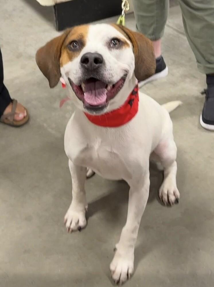 Enlarge Barley, a Adoptable mixed breed in Washington, DC image 6/6