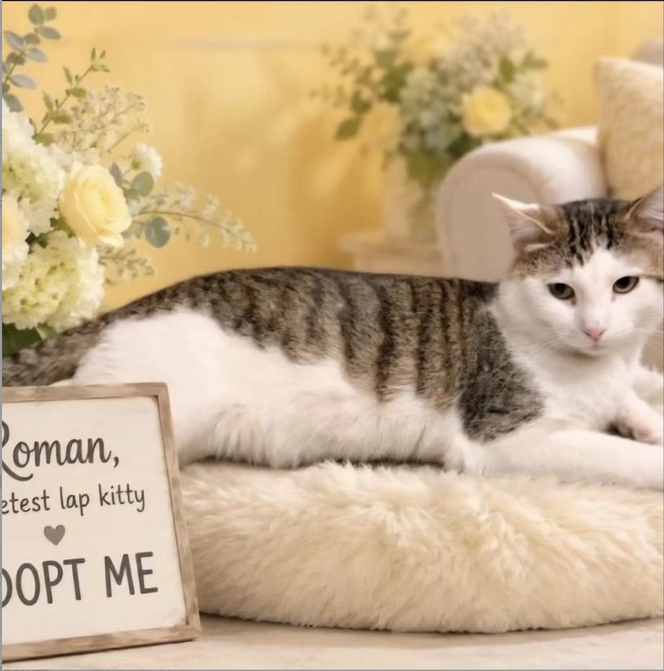 Roman, a ADOPTABLE mixed breed in Van Nuys, CA image 2/2