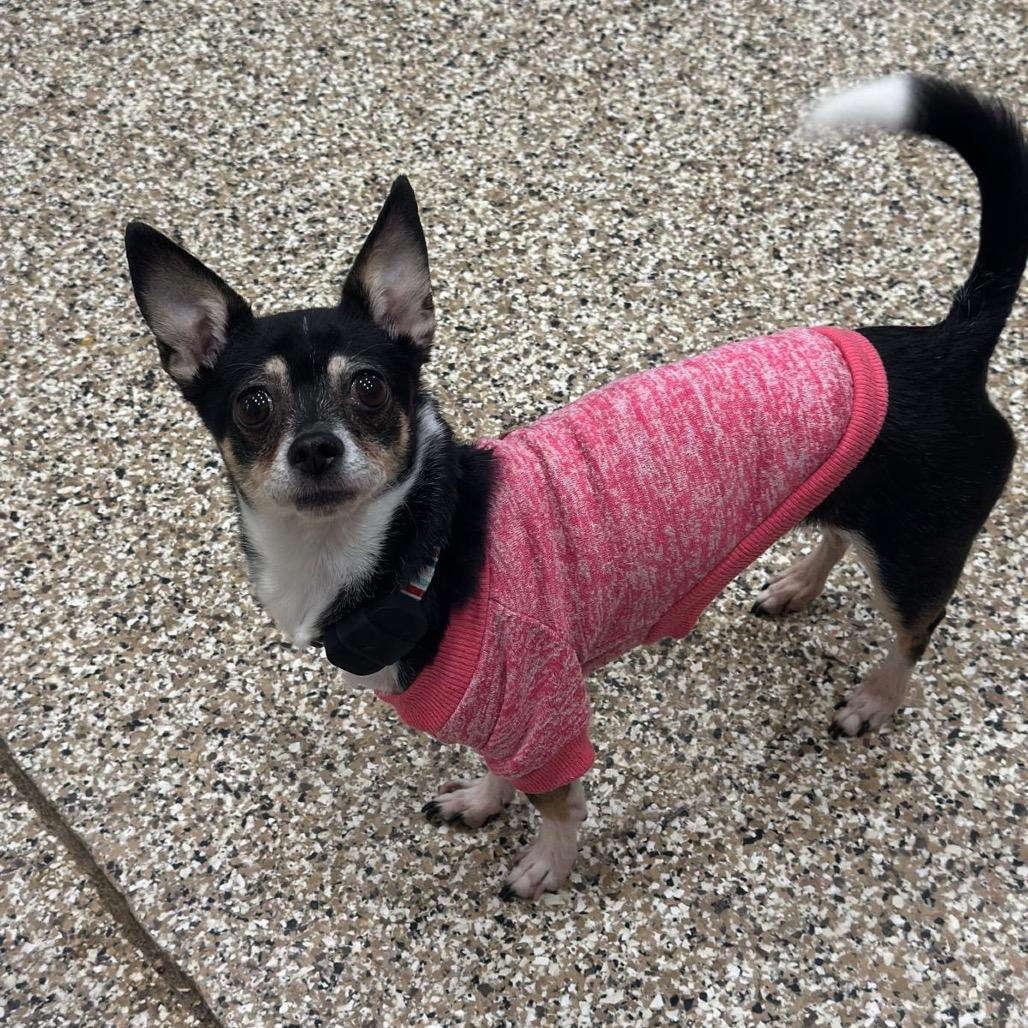 Enlarge Tiger Lily (Maki), a Adoptable mixed breed in Tipton, IN image 1/3