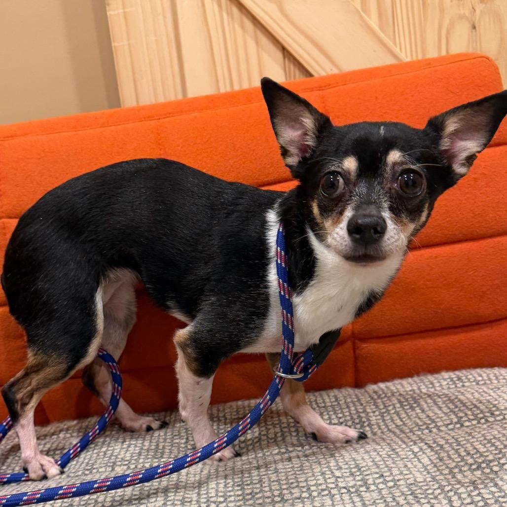 Enlarge Tiger Lily (Maki), a Adoptable mixed breed in Tipton, IN image 3/3