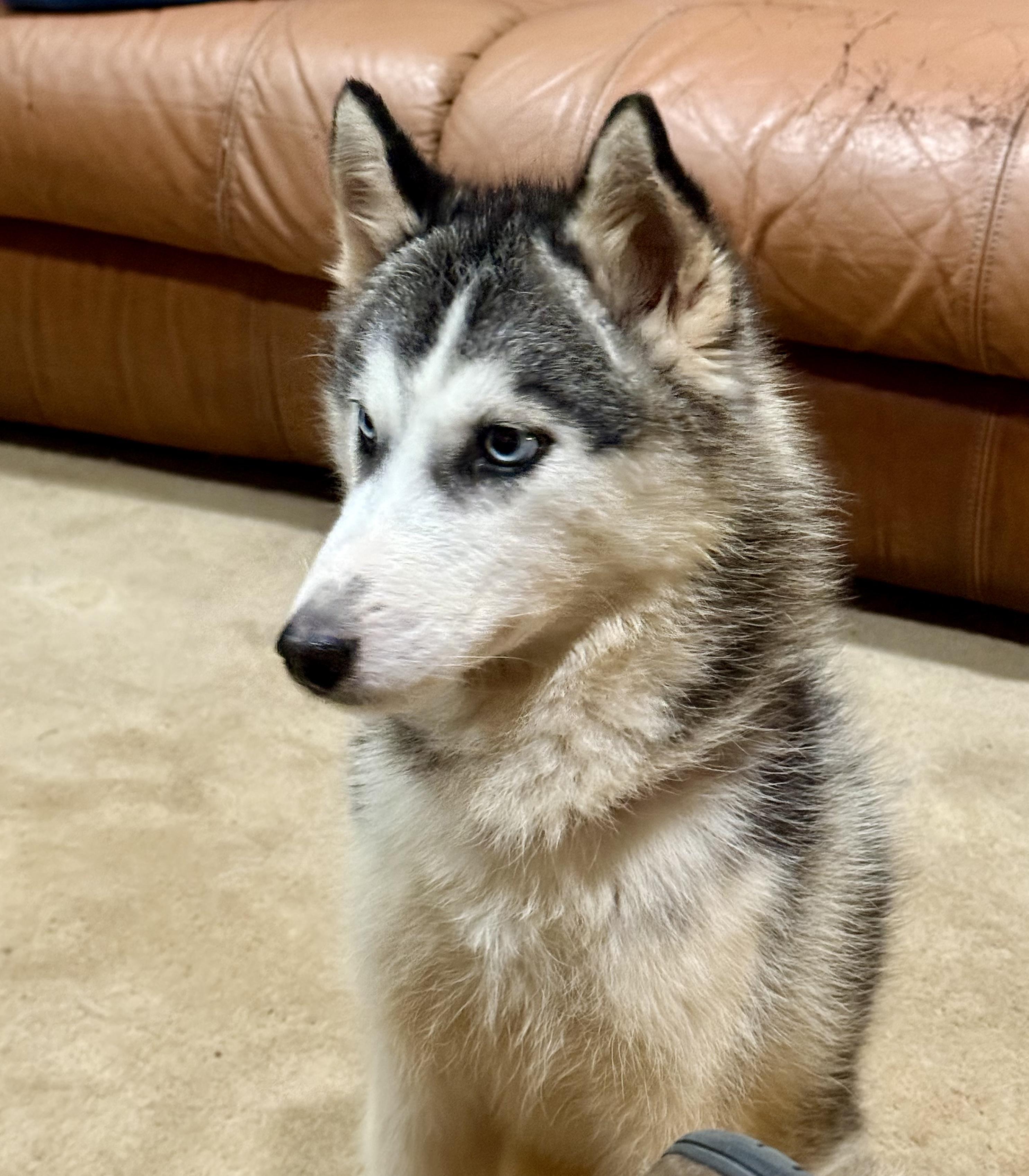 Enlarge Denali, a ADOPTABLE Siberian Husky in Alpharetta, GA image 2/3