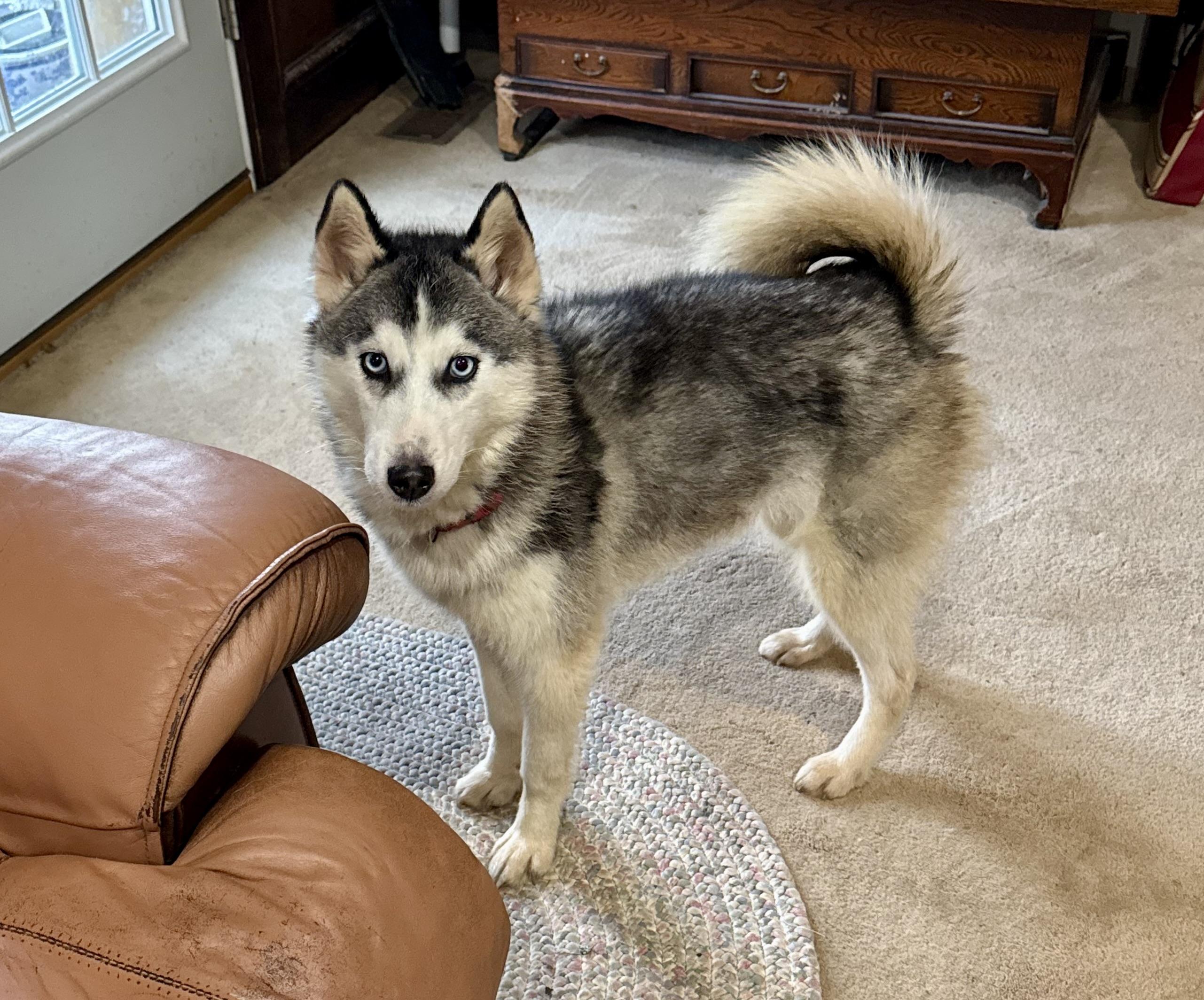 Enlarge Denali, a ADOPTABLE Siberian Husky in Alpharetta, GA image 1/3