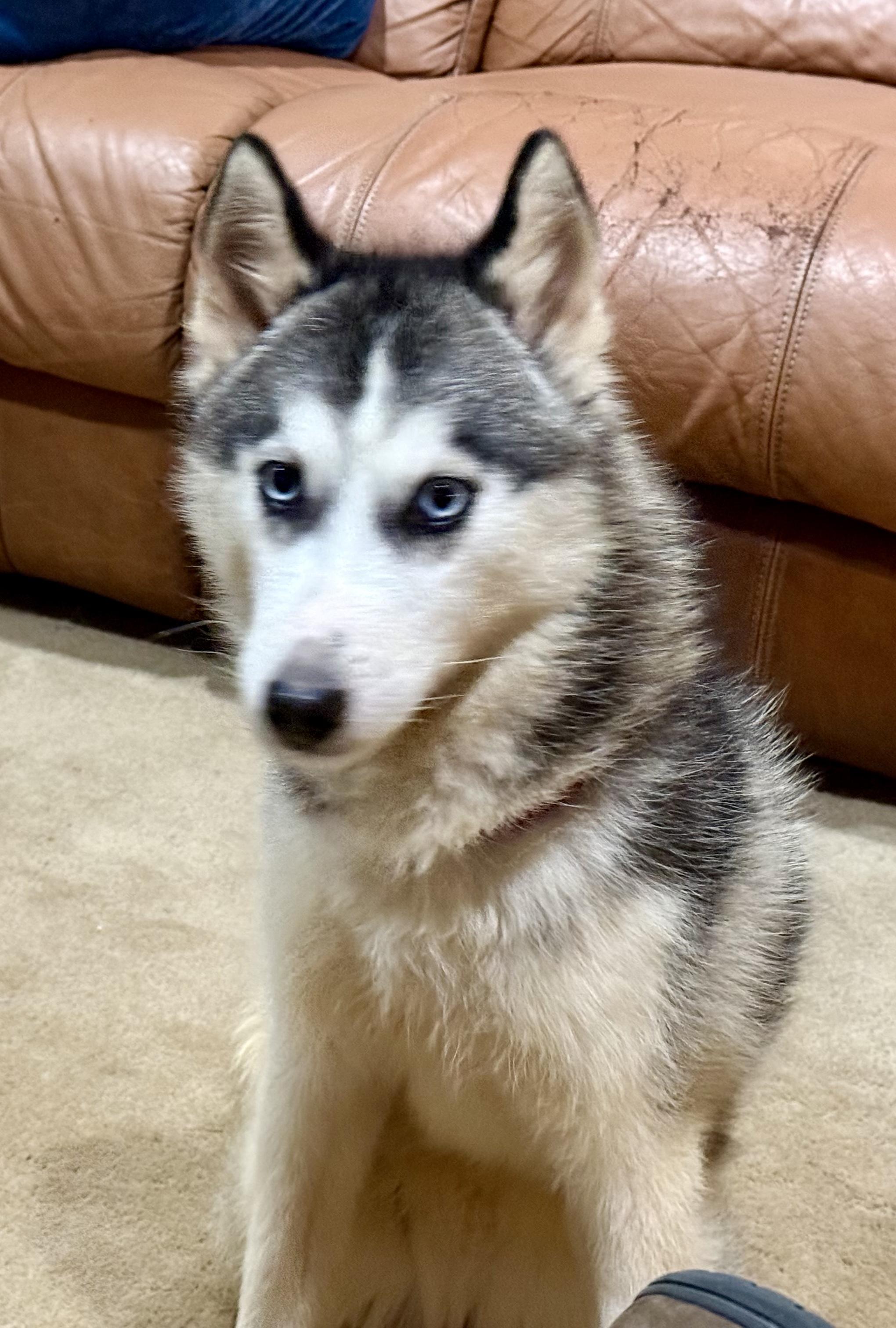 Enlarge Denali, a ADOPTABLE Siberian Husky in Alpharetta, GA image 3/3
