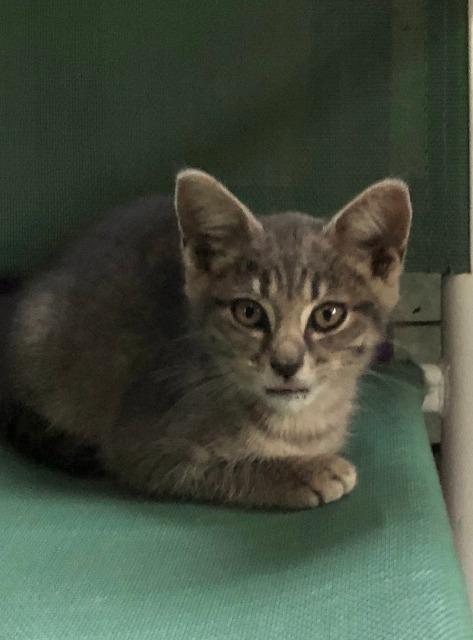 Enlarge Ashlyn, a Adopted mixed breed in Hoover , AL image 1/2