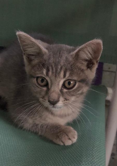 Enlarge Ashlyn, a Adopted mixed breed in Hoover , AL image 2/2