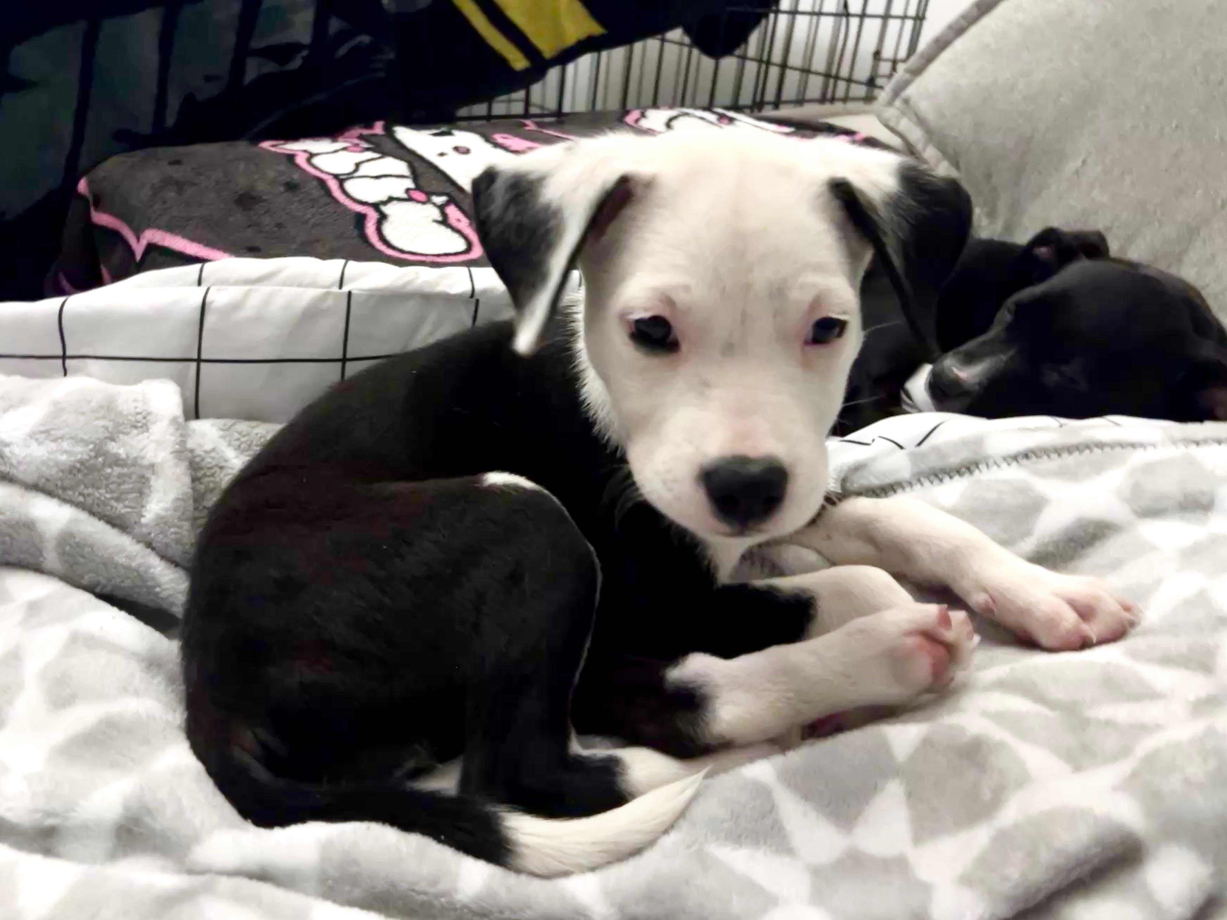 Princess Fiona, Adoptable, Puppy Female Pit Bull Terrier.