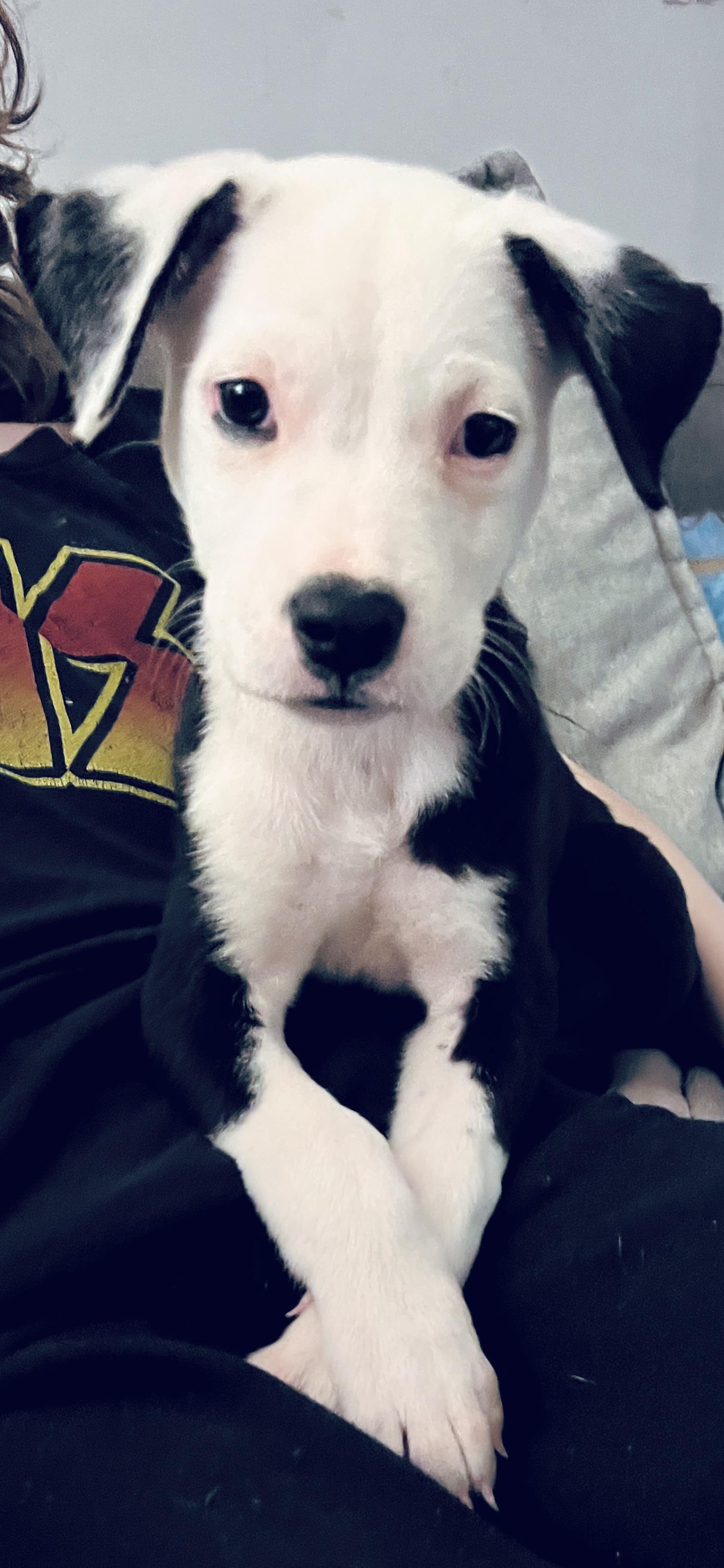 Enlarge Princess Fiona, a Adoptable mixed breed in Lake George, NY image 2/4