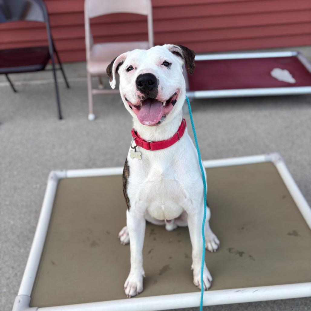Enlarge Brando***ADOPTION PENDING***, a Adoptable mixed breed in Fargo, ND image 1/6