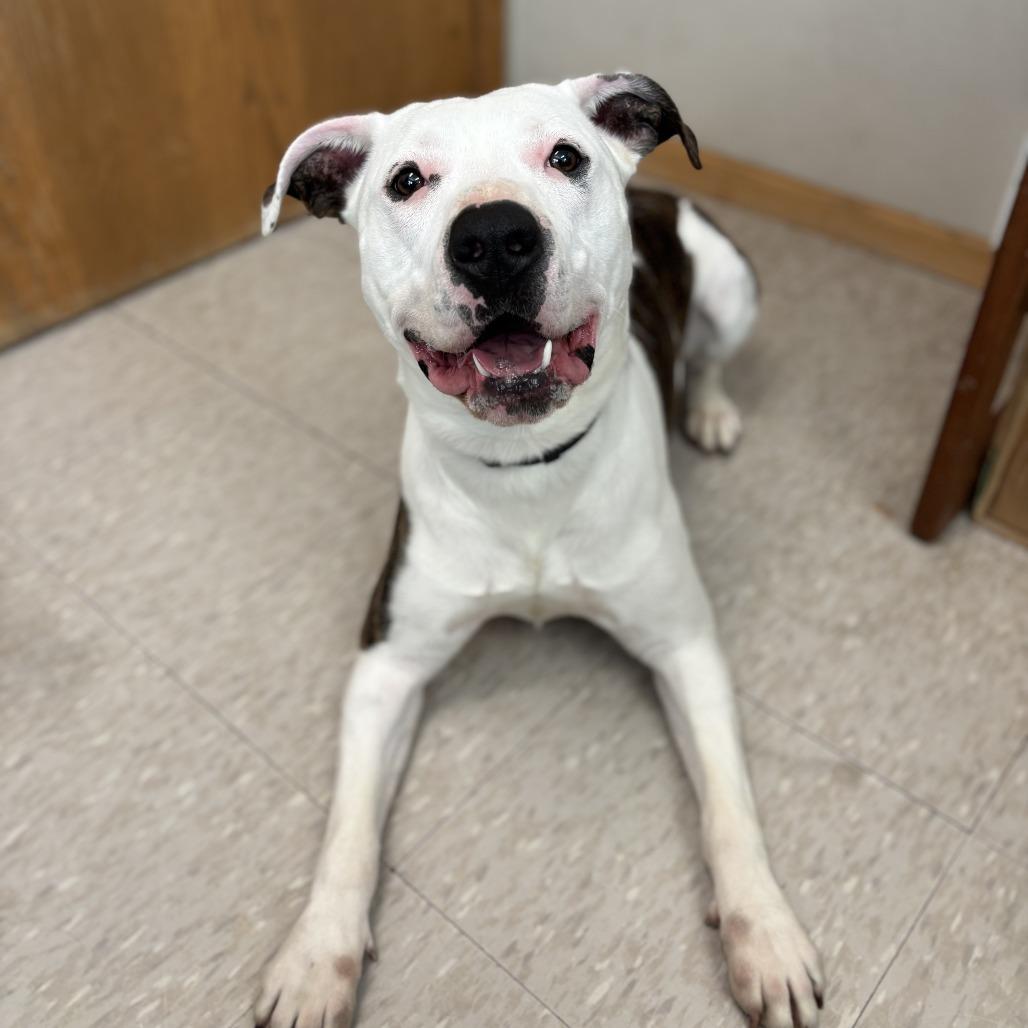 Enlarge Brando***ADOPTION PENDING***, a Adoptable mixed breed in Fargo, ND image 2/6