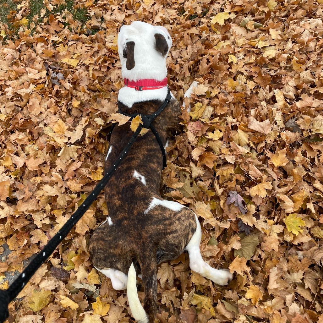 Enlarge Brando***ADOPTION PENDING***, a Adoptable mixed breed in Fargo, ND image 3/6