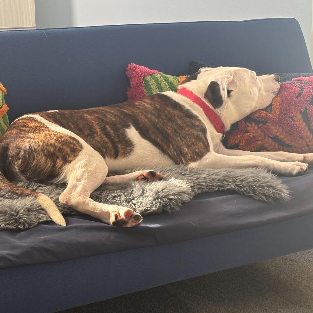 Enlarge Brando***ADOPTION PENDING***, a Adoptable mixed breed in Fargo, ND image 4/6