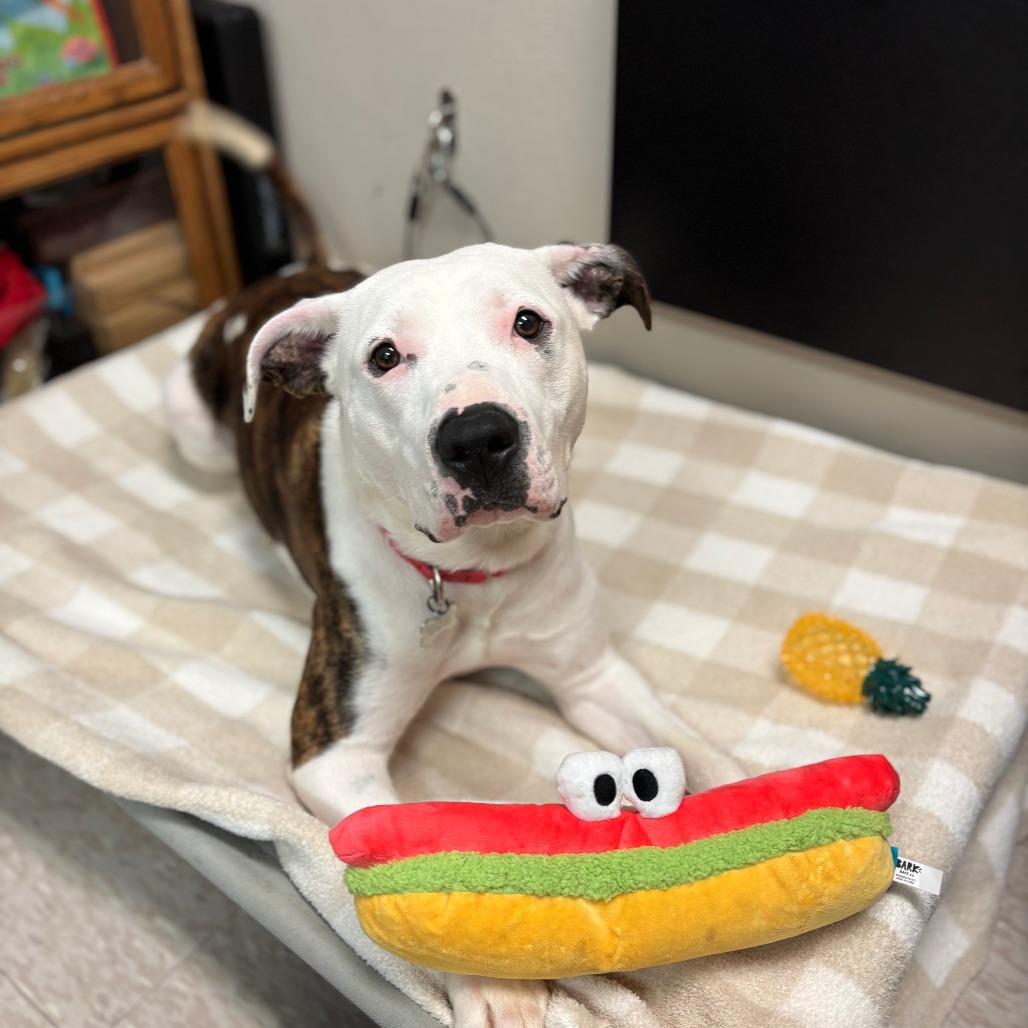 Enlarge Brando***ADOPTION PENDING***, a Adoptable mixed breed in Fargo, ND image 5/6