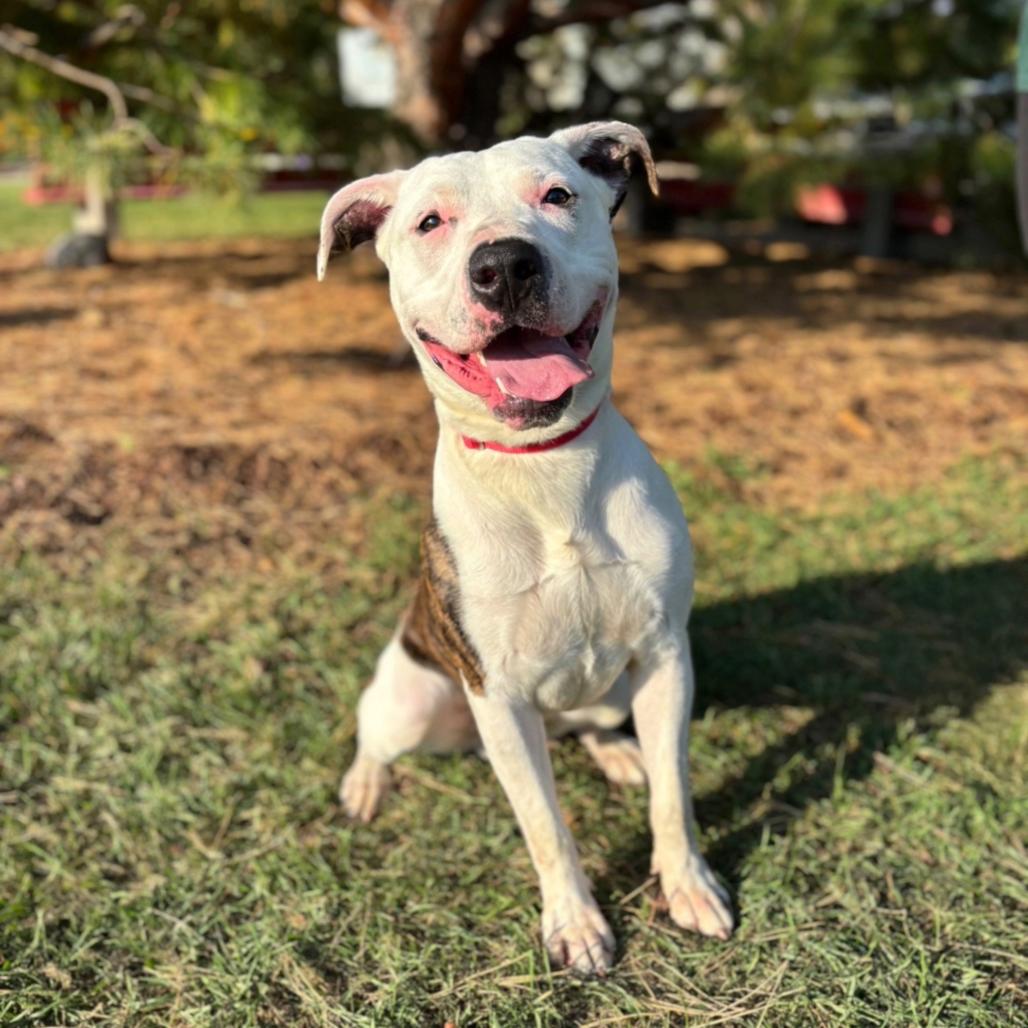 Enlarge Brando***ADOPTION PENDING***, a Adoptable mixed breed in Fargo, ND image 6/6